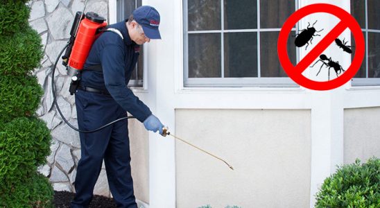 Aydın Fare İlaçlama böcek ilaçlama ve haşere kontrolü — ilaclama-tr.com